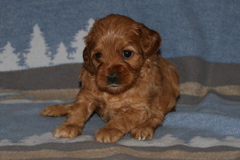 Picture of Australian Labradoodle