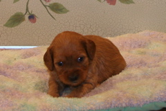 Picture of Australian Labradoodle