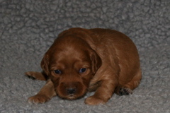 Picture of Australian Labradoodle