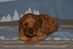 Picture of Australian Labradoodle