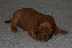 Picture of Australian Labradoodle