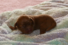 Picture of Australian Labradoodle