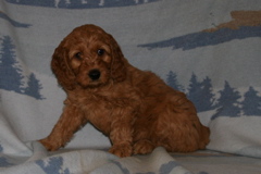 Picture of Australian Labradoodle