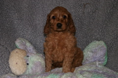 Picture of Australian Labradoodle