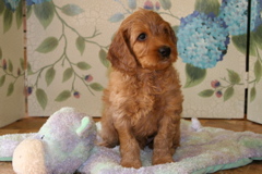 Picture of Australian Labradoodle