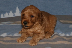 Picture of Australian Labradoodle
