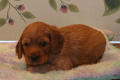 Picture of Australian Labradoodle