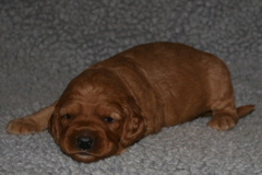 Picture of Australian Labradoodle