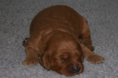 Picture of Australian Labradoodle