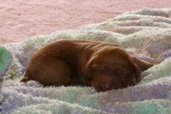 Picture of Australian Labradoodle