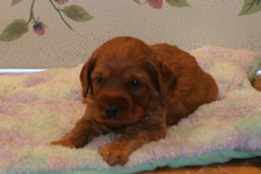 Picture of Australian Labradoodle