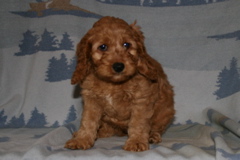 Picture of Australian Labradoodle