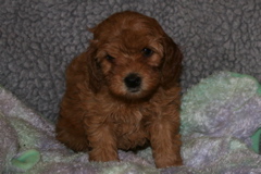 Picture of Australian Labradoodle