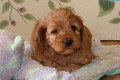 Picture of Australian Labradoodle