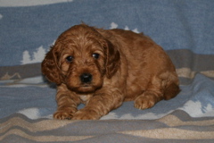Picture of Australian Labradoodle