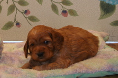 Picture of Australian Labradoodle