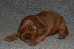 Picture of Australian Labradoodle