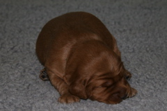 Picture of Australian Labradoodle