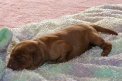 Picture of Australian Labradoodle