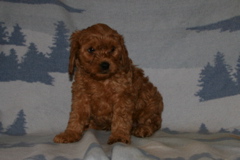 Picture of Australian Labradoodle