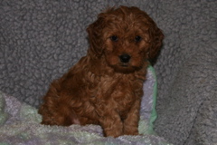 Picture of Australian Labradoodle