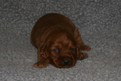 Picture of Australian Labradoodle