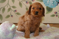 Picture of Australian Labradoodle