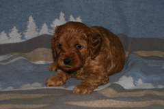 Picture of Australian Labradoodle