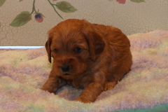 Picture of Australian Labradoodle