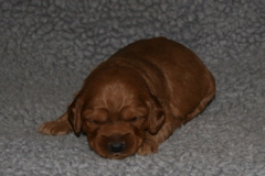 Picture of Australian Labradoodle