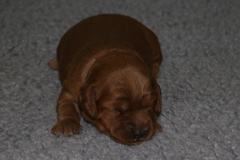 Picture of Australian Labradoodle