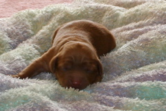 Picture of Australian Labradoodle