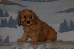 Picture of Australian Labradoodle