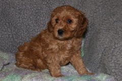 Picture of Australian Labradoodle