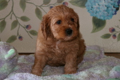 Picture of Australian Labradoodle