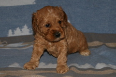Picture of Australian Labradoodle