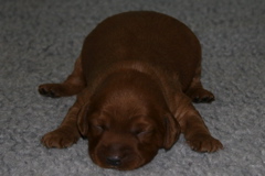 Picture of Australian Labradoodle
