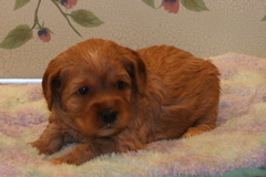 Picture of Australian Labradoodle
