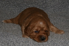 Picture of Australian Labradoodle