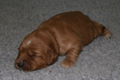Picture of Australian Labradoodle