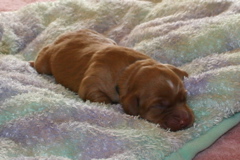 Picture of Australian Labradoodle