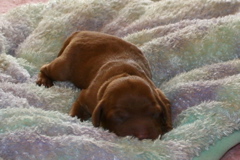 Picture of Australian Labradoodle