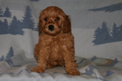 Picture of Australian Labradoodle