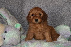 Picture of Australian Labradoodle