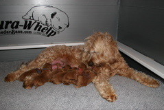 Picture of Australian Labradoodle Puppies