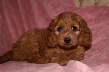 Picture of Australian Labradoodle