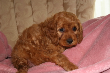 Picture of Australian Labradoodle