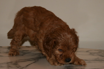 Picture of Australian Labradoodle