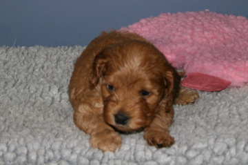Picture of Australian Labradoodle
