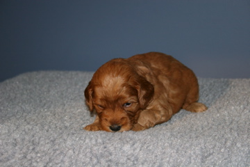 Picture of Australian Labradoodle